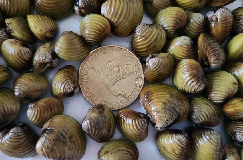 Important gold clams update: Lake Ōkataina re-opens for angling