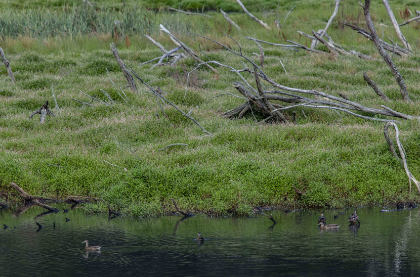 Protecting New Zealand’s Threatened Wetlands on World Wetlands Day