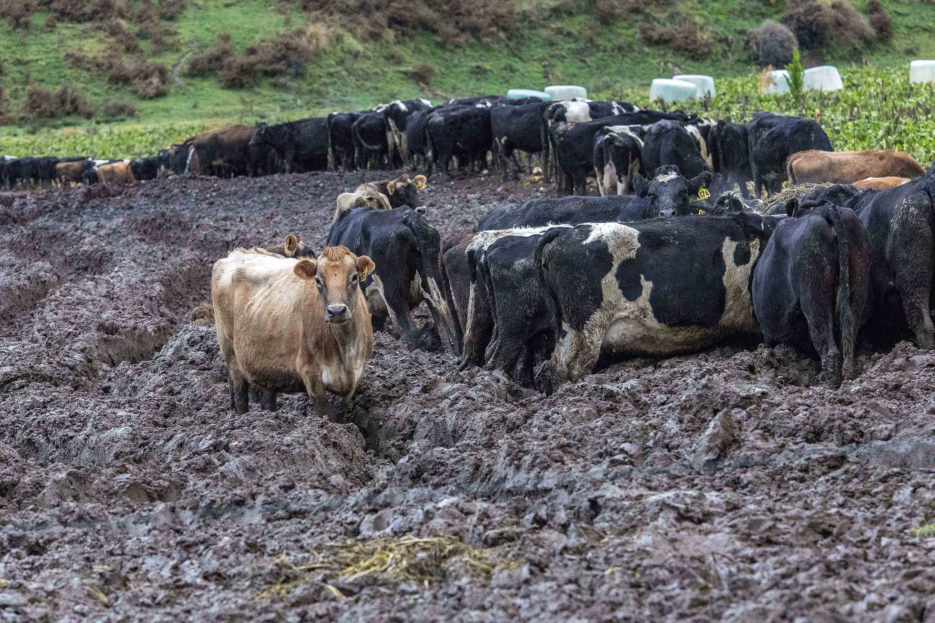 Heavy stocking turns intensive winter feeding paddock to mud FGNZ7870