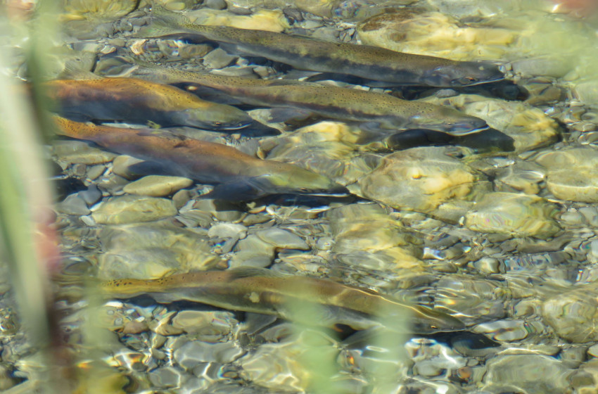 Fish & Game and Environment Canterbury reach settlement over Bowyers Stream prosecution