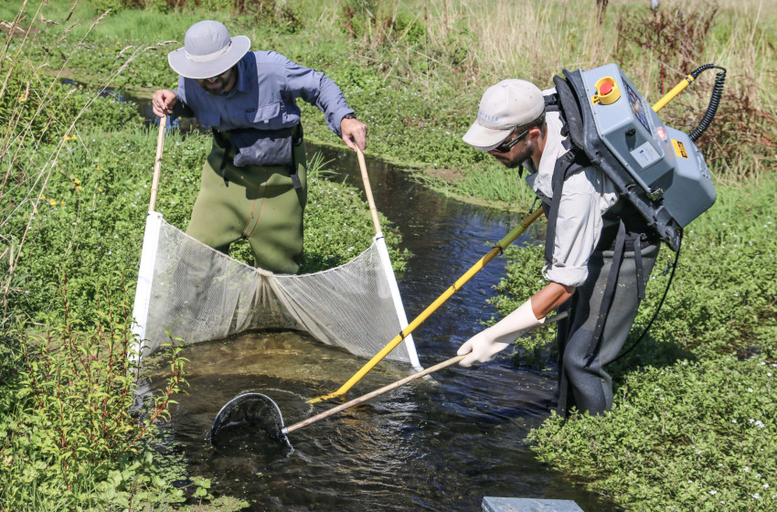 Fish & Game scientists research New Zealand’s rivers with electric fishing technology