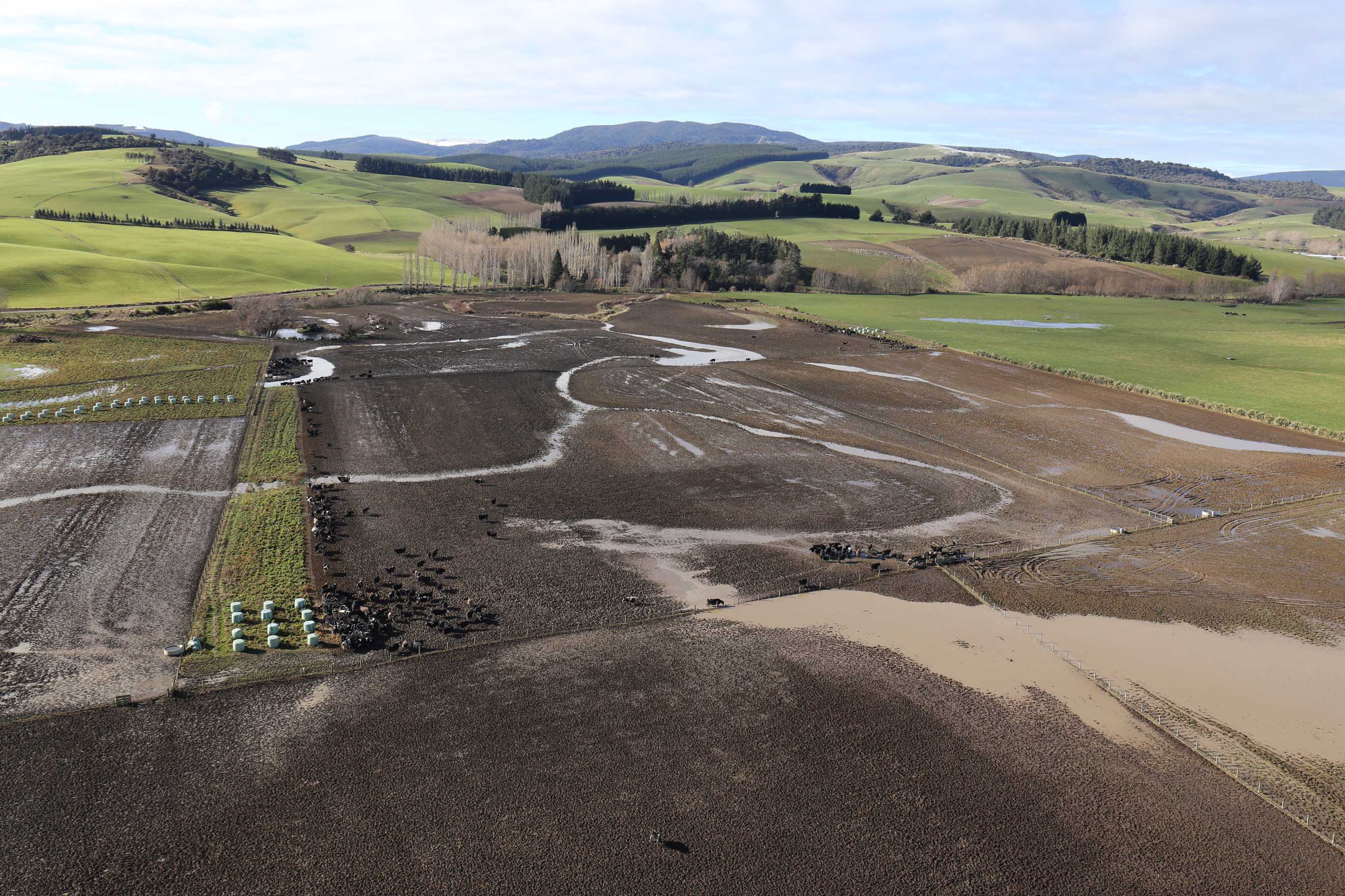 Extensive areas of mud in winter feedign paddock IMG 5858