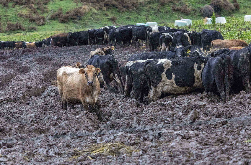 Intensive winter feeding – poor practice hurting the environment and farming