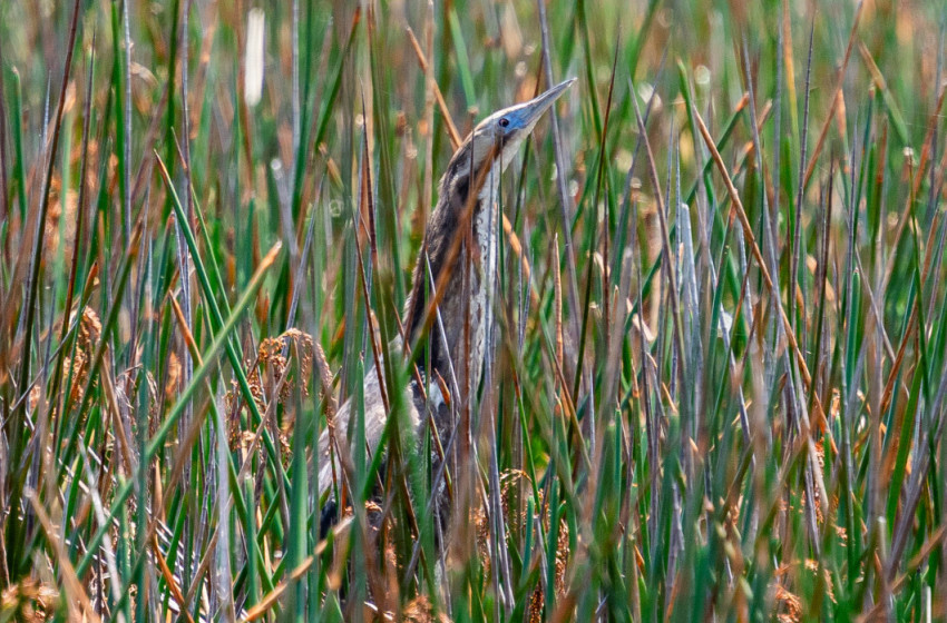 Once Bittern twice shy – the mission to count the shy and secretive Australasian bittern 