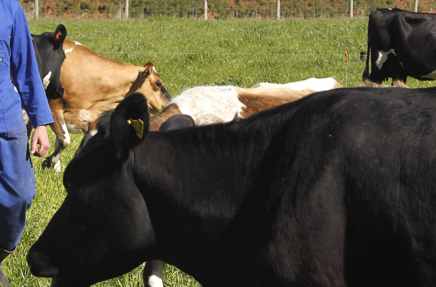 ‘Too little, too late’ - Fish & Game says Dairy NZ must do more to protect the environment
