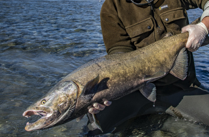 Trust formed to return sea-run salmon to lower Clutha River/Mata-Au