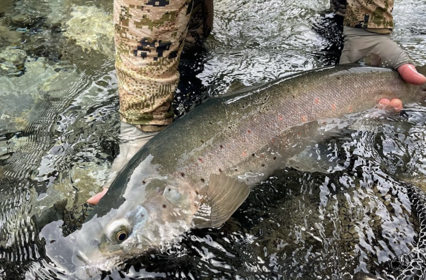 North Canterbury Weekly Fishing Report - 26th December 2024