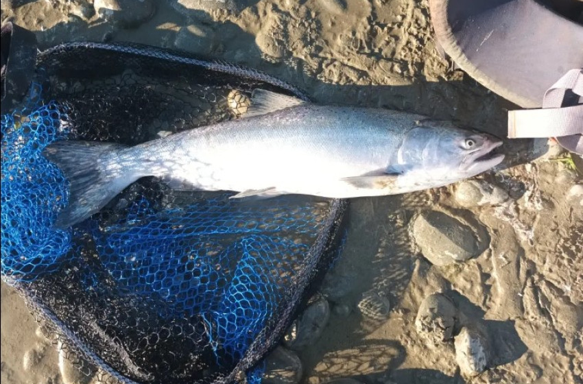 Weekly Fishing report for Central South Island and North Canterbury for 18 April 2024