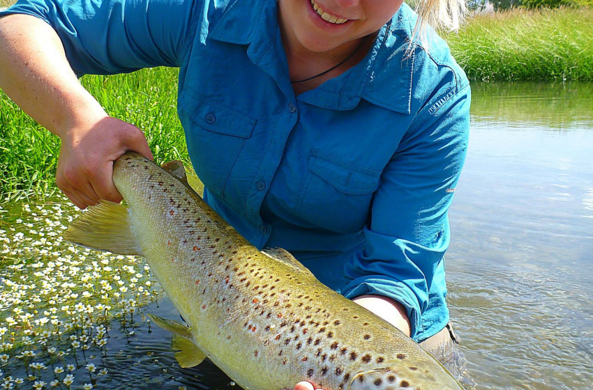150th anniversary of brown trout in New Zealand