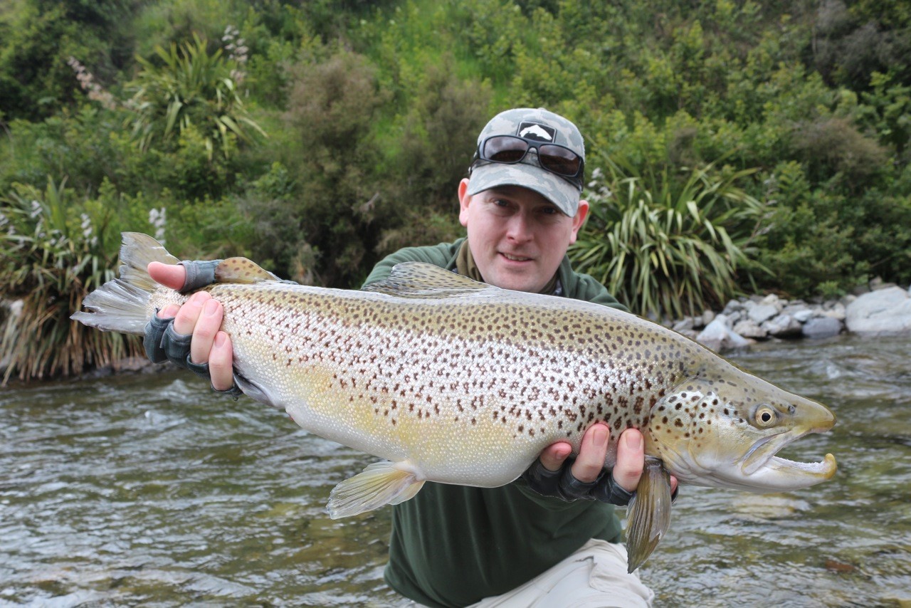 Magnificent brown trout