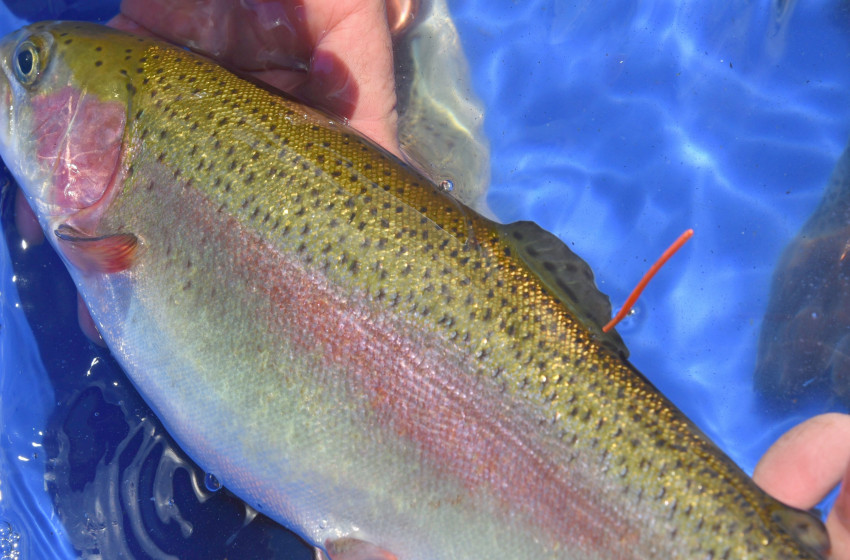 Angler catches orange tag trout in ‘fishy lucky dip'