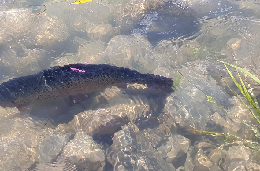 Catch a tagged rainbow and ‘strike gold’