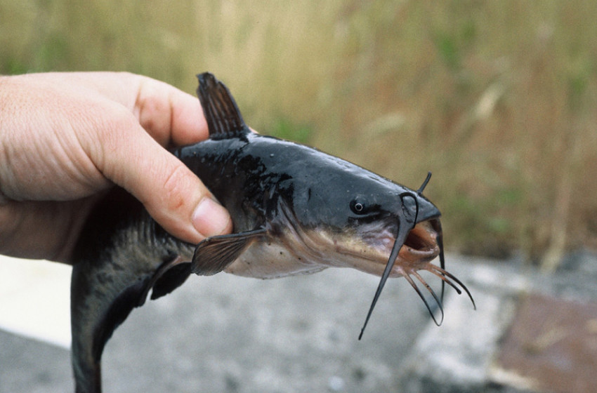 Catfish confirmed in Lake Rotorua