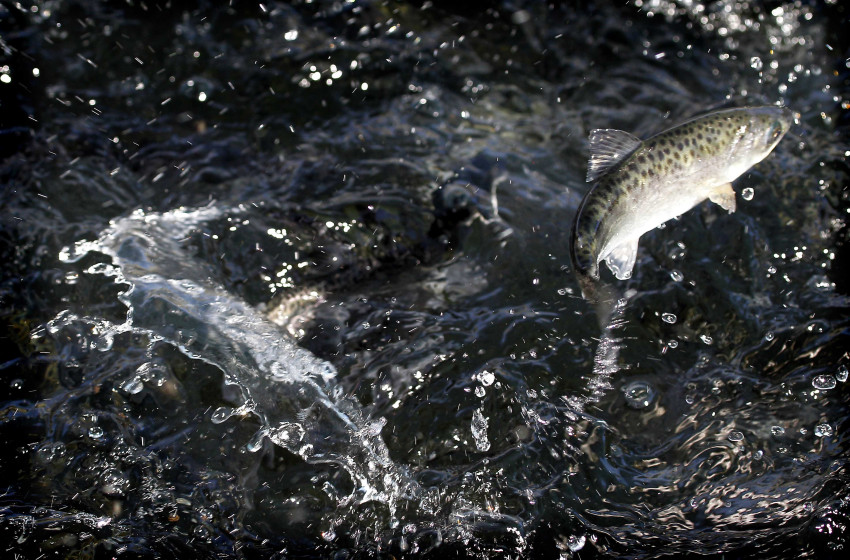 Declining wild salmon population prompts Fish & Game symposium