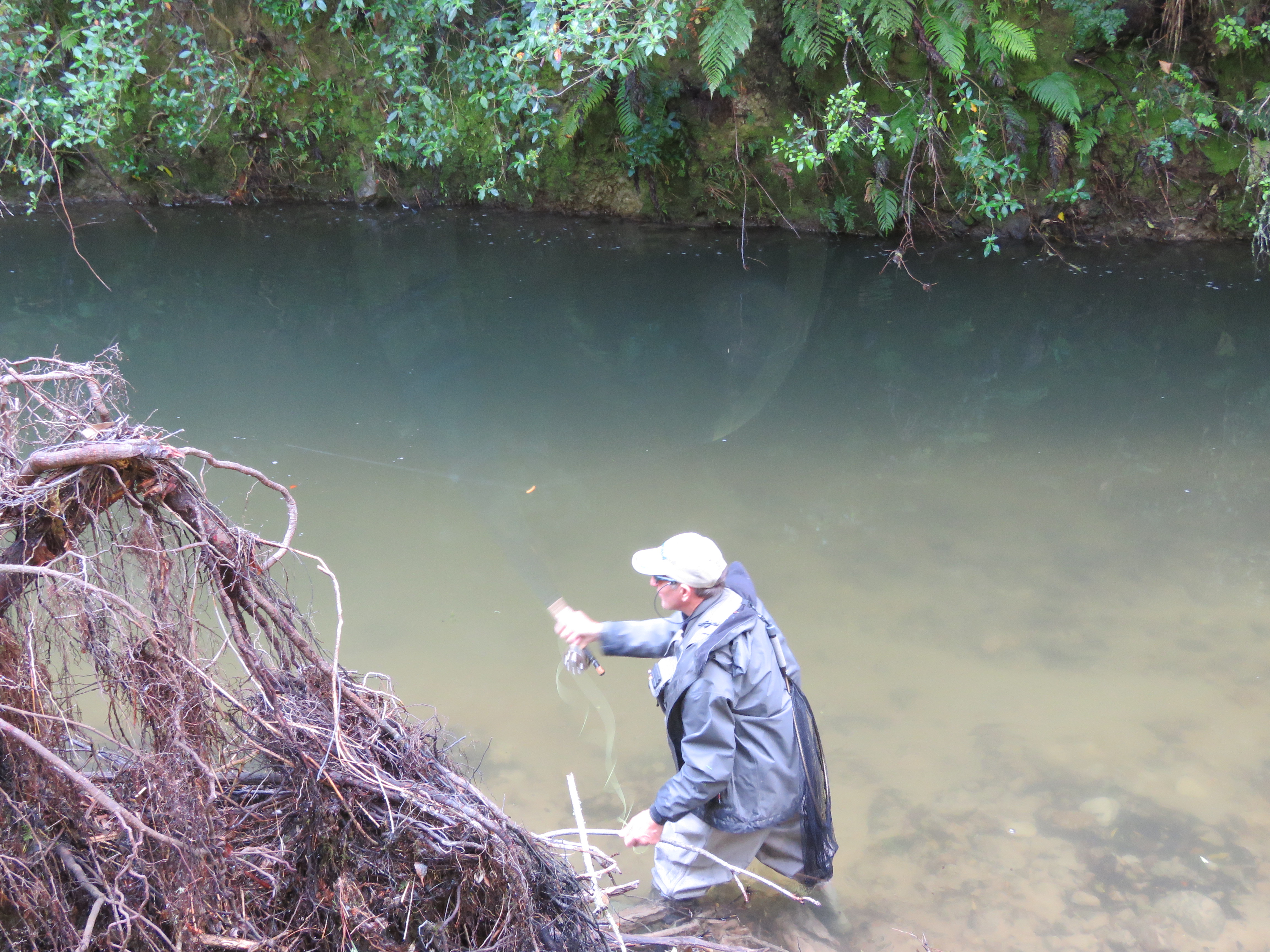 Casting at a big brown trout on the Ngongotaha Stream near Rotorua. .IMG 2341