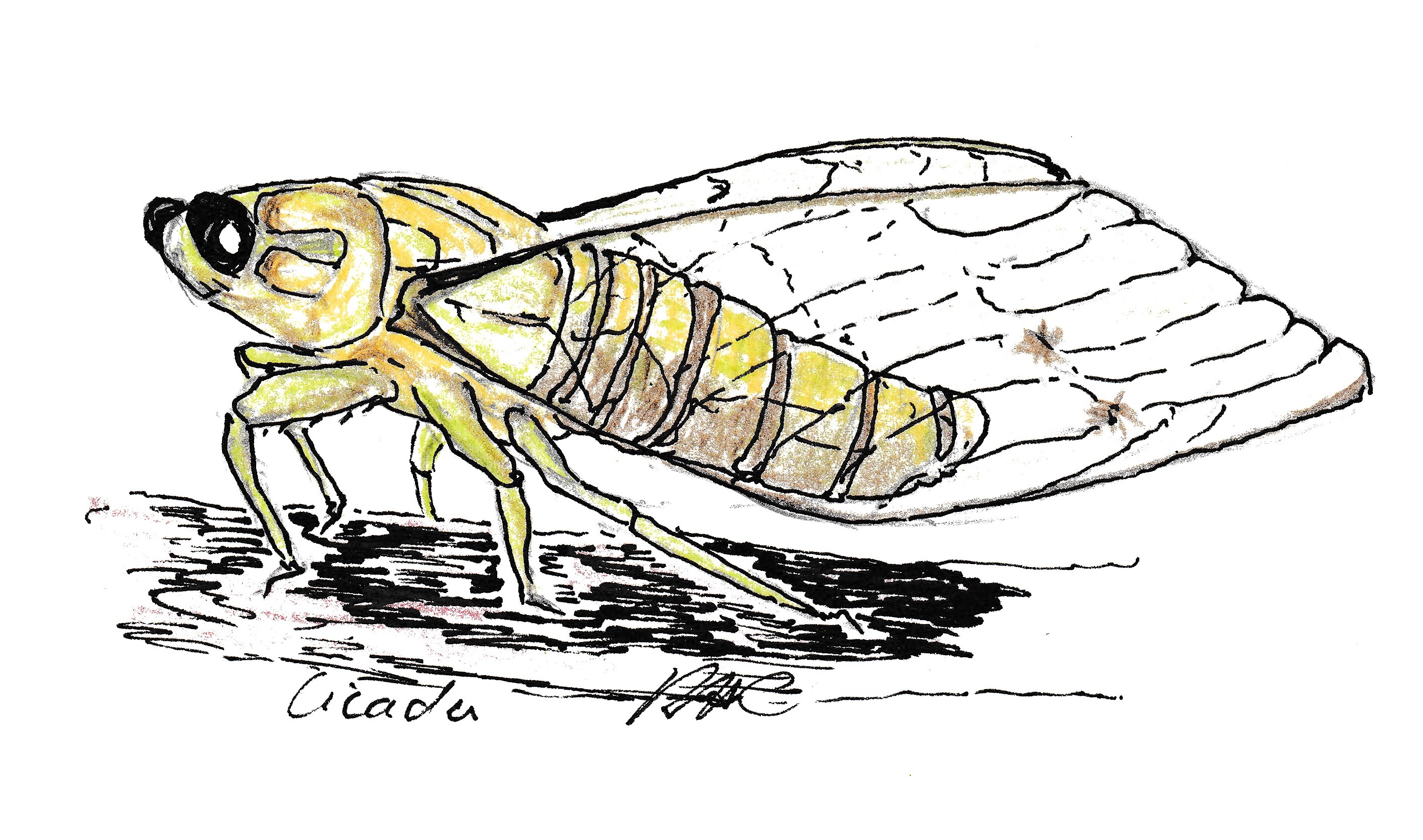 cicada019