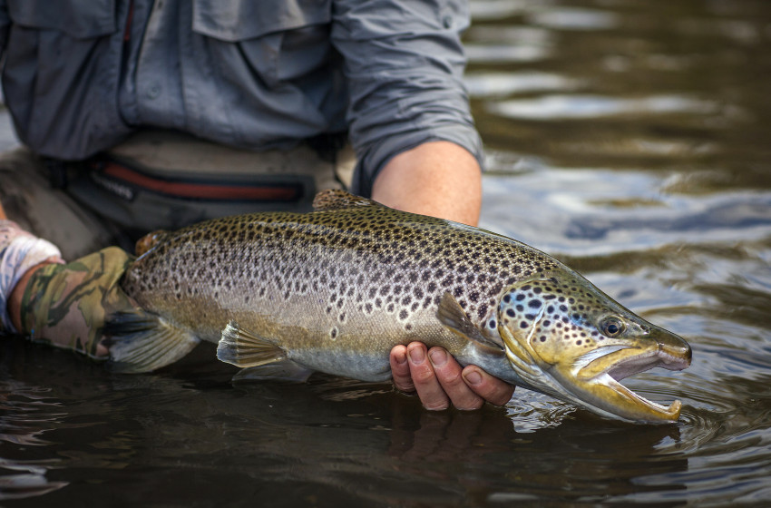 ‘Look after the trout you catch,’ says Fish & Game