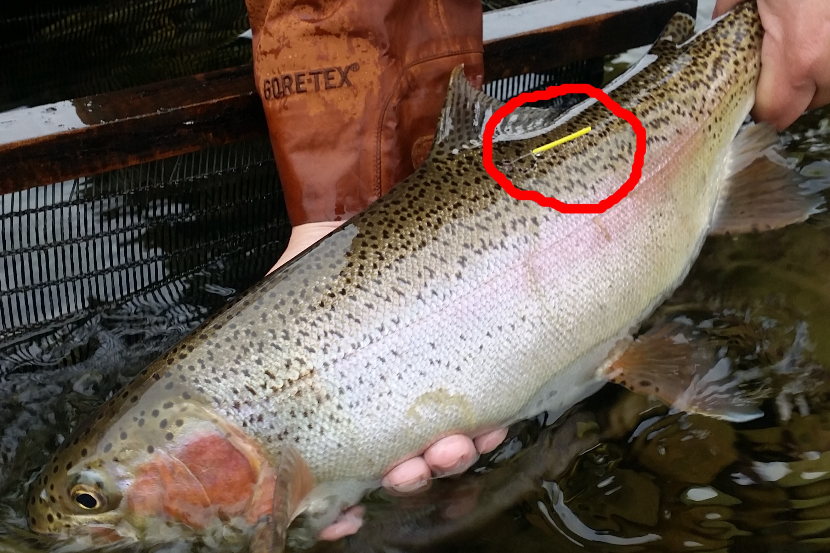 A tagged rainbow trout with the yellow tag shown in the red circle photo credit Rhys Adams