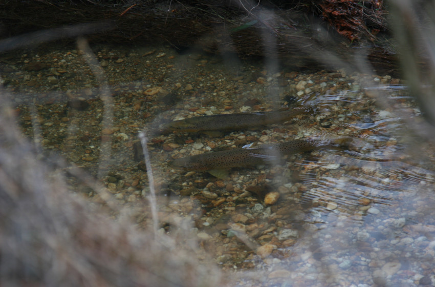 Spotlight on stream protection in trout spawning season