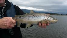 WC sea run brown trout