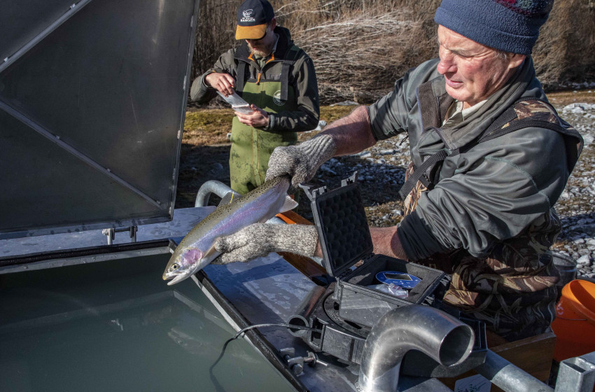 Tekapo trout tagging project underway