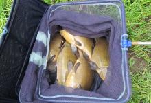 WFR17.19 Ken Bakers best bag of Tench from Island Stream