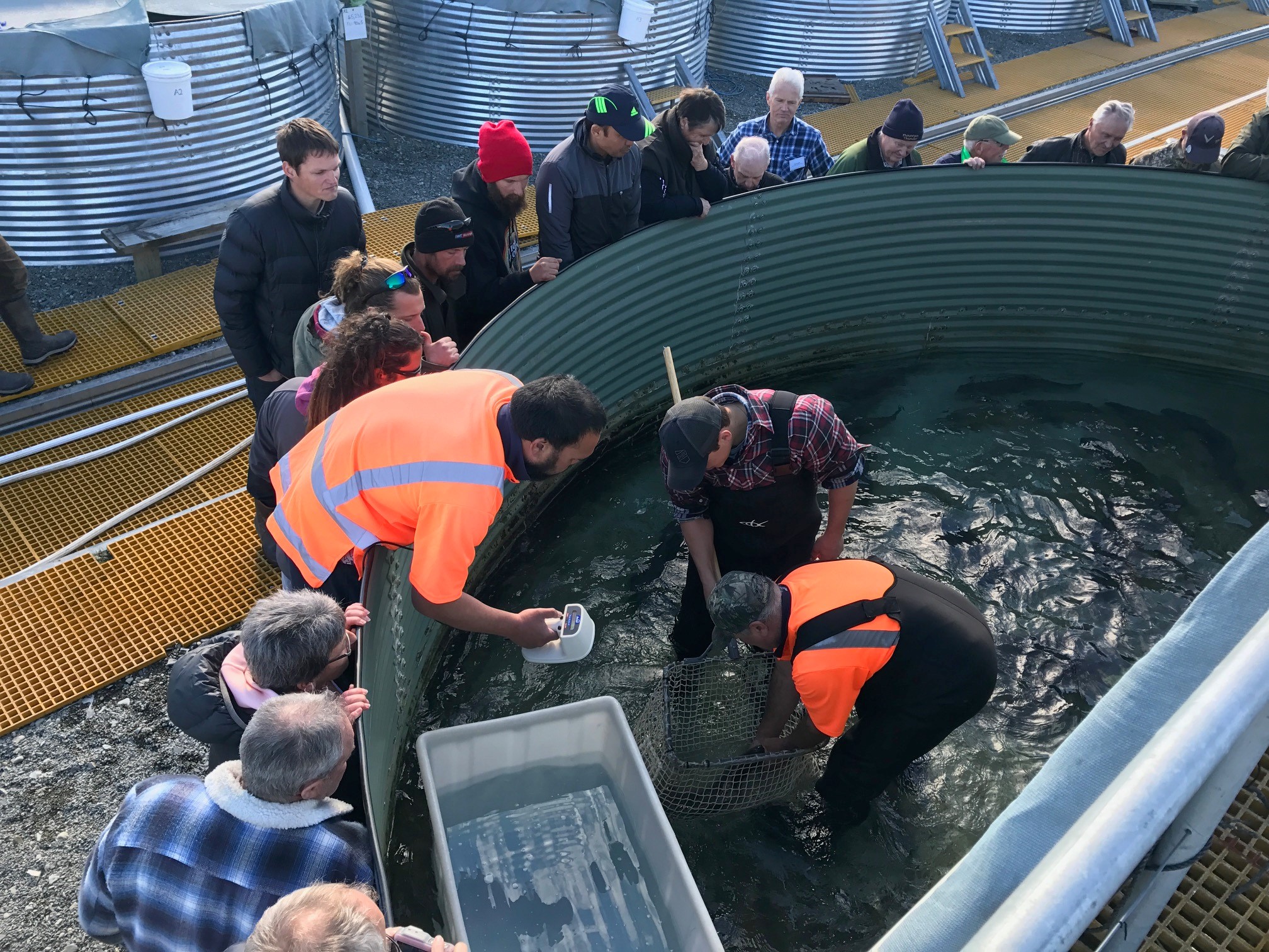 RLaugust18CSI3Volunteers and Fish Game staff learn how the team at Mt Cook Alpine Salmon run their hatchery operations