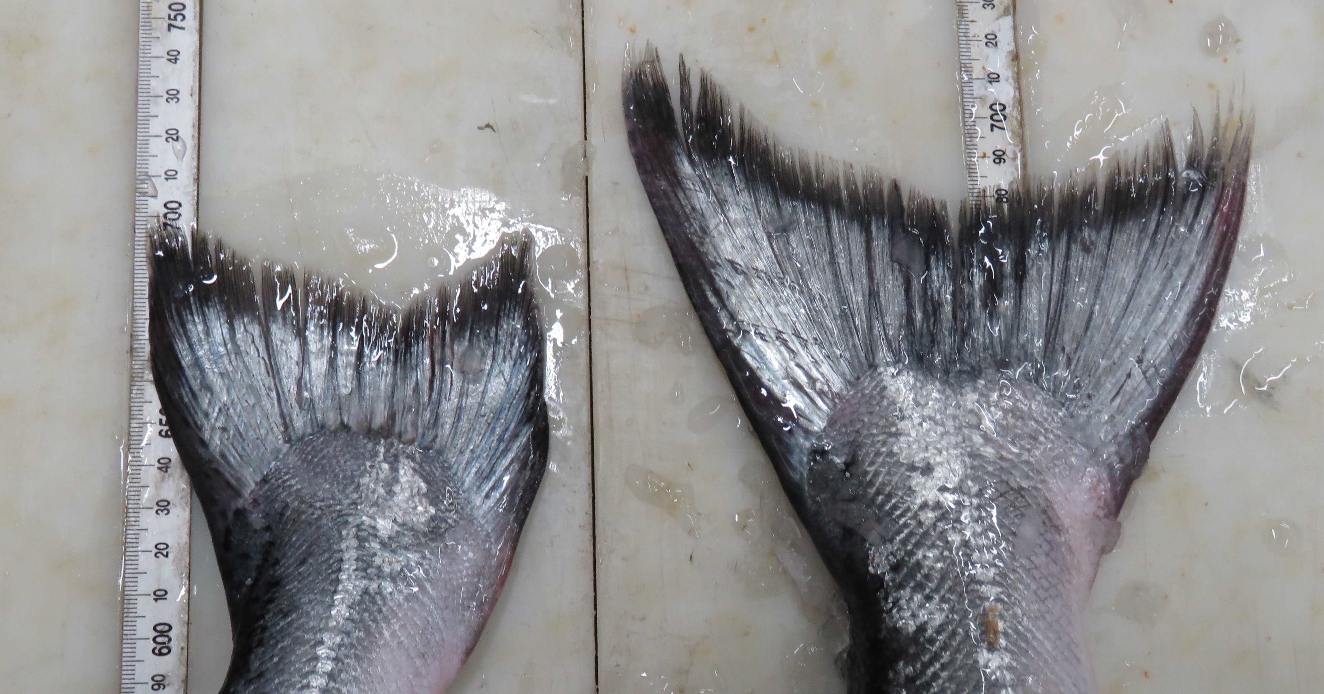 RLcsi2DEC17farmed salmon with worn down tail fin on the left and wild salmon with a full tail on the right2