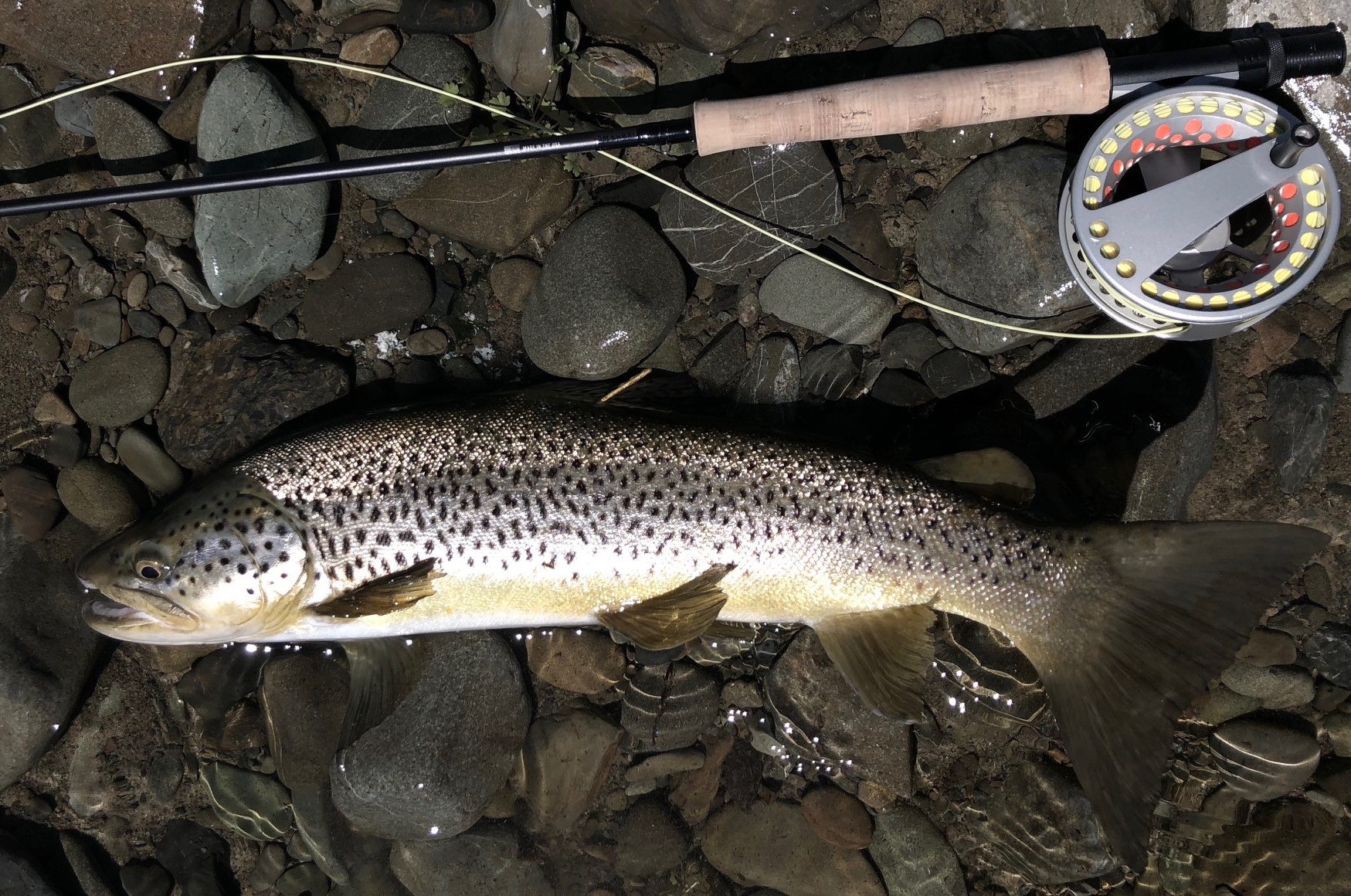 RLnov18csi2 Joe Nidds tagged brown trout caught in November
