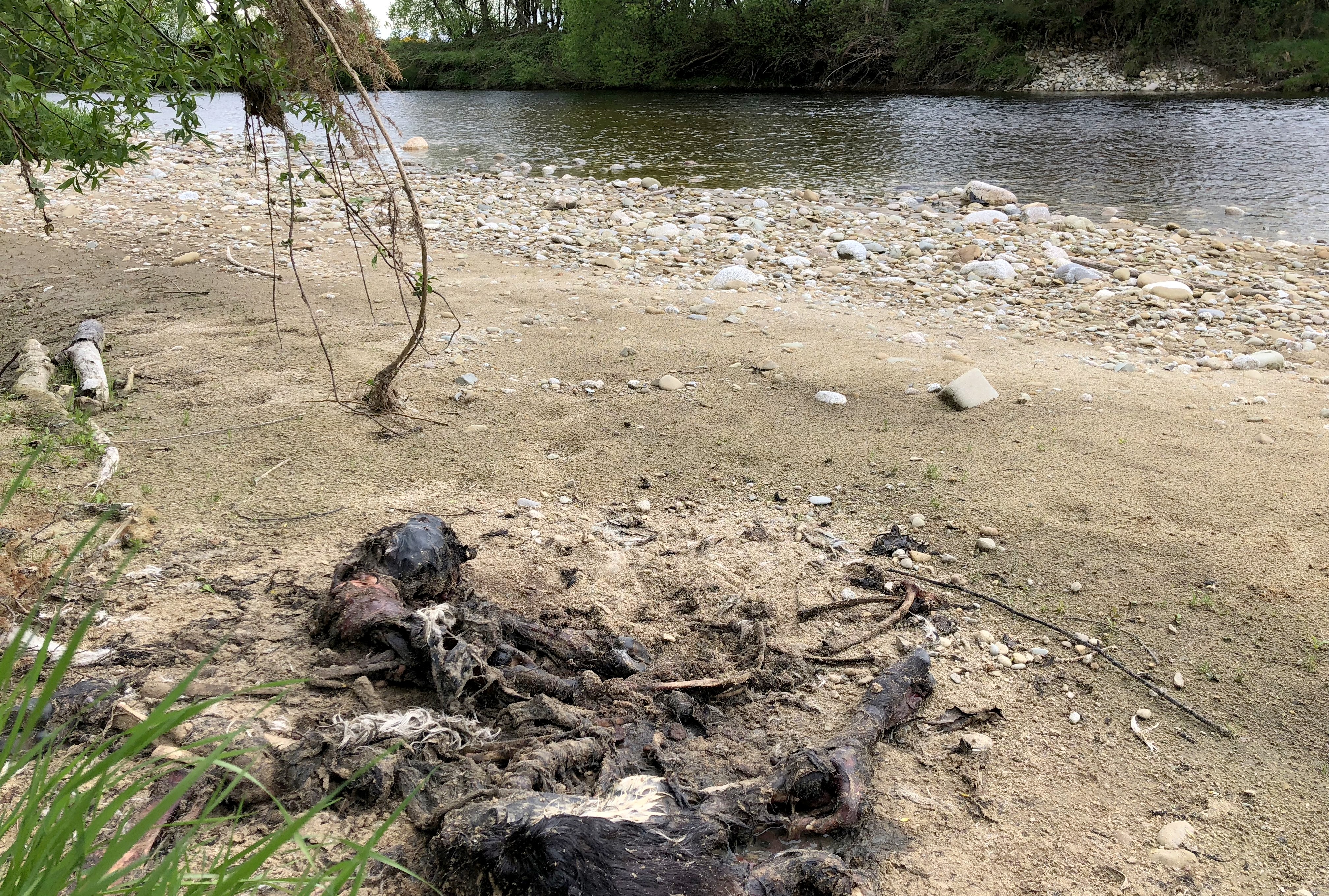 Cattle remains in the creek bed.