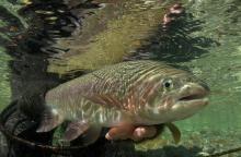 Fish eye view of a rainbow trout Photo Dave Shaw 0