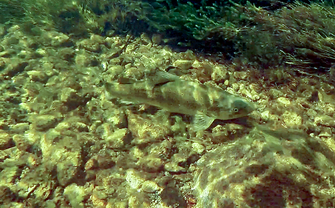 Monowai brown trout drift dive 2022 2