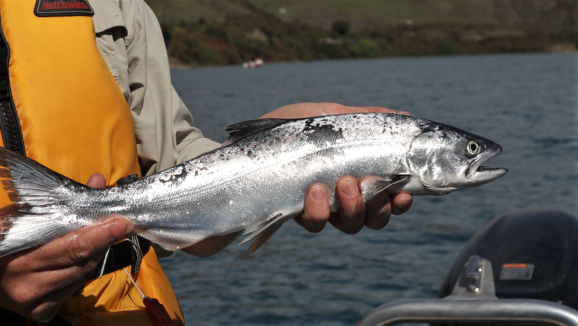 221112 Hawea salmon