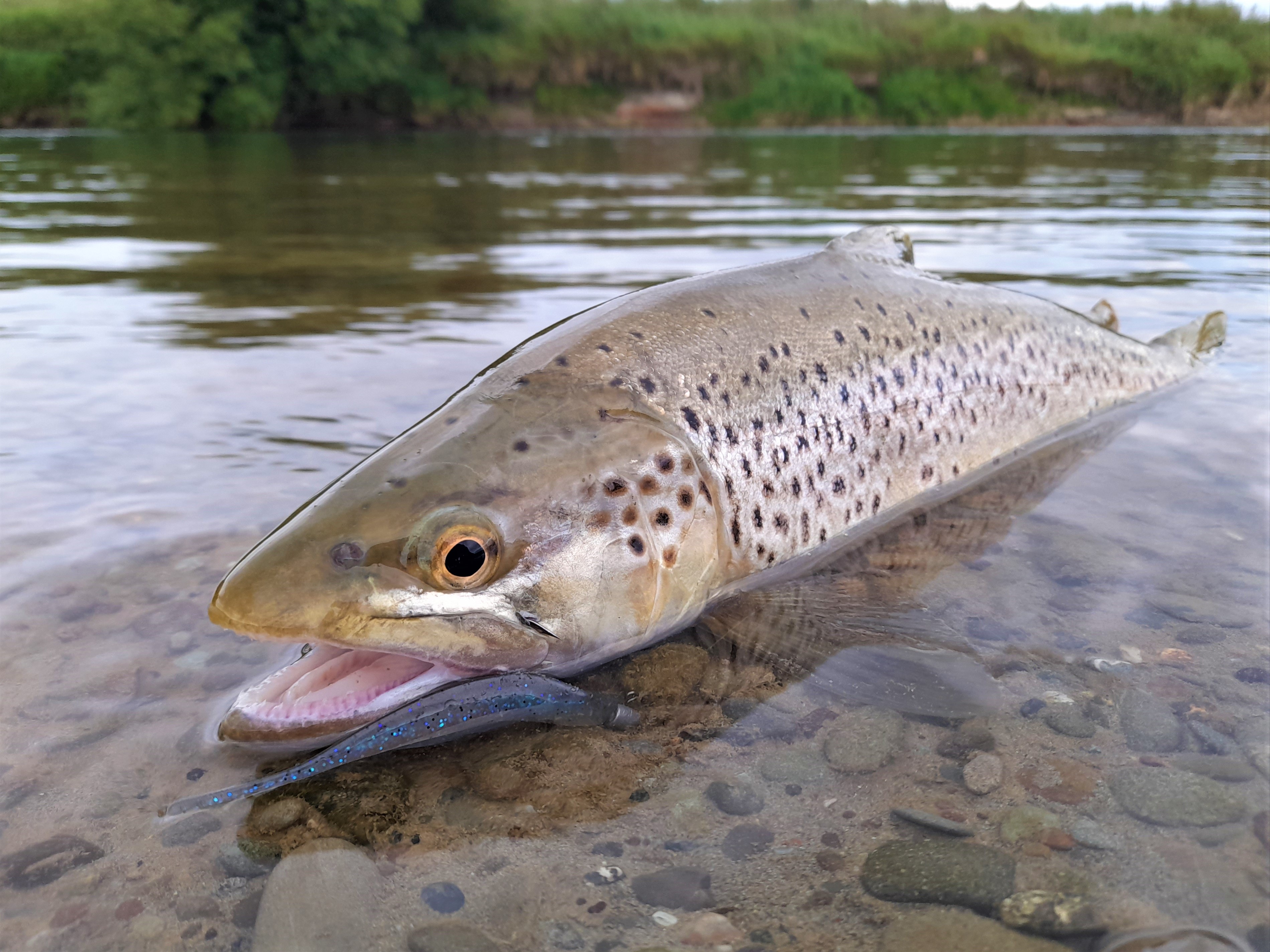 Wilson Road brown trout 1 27