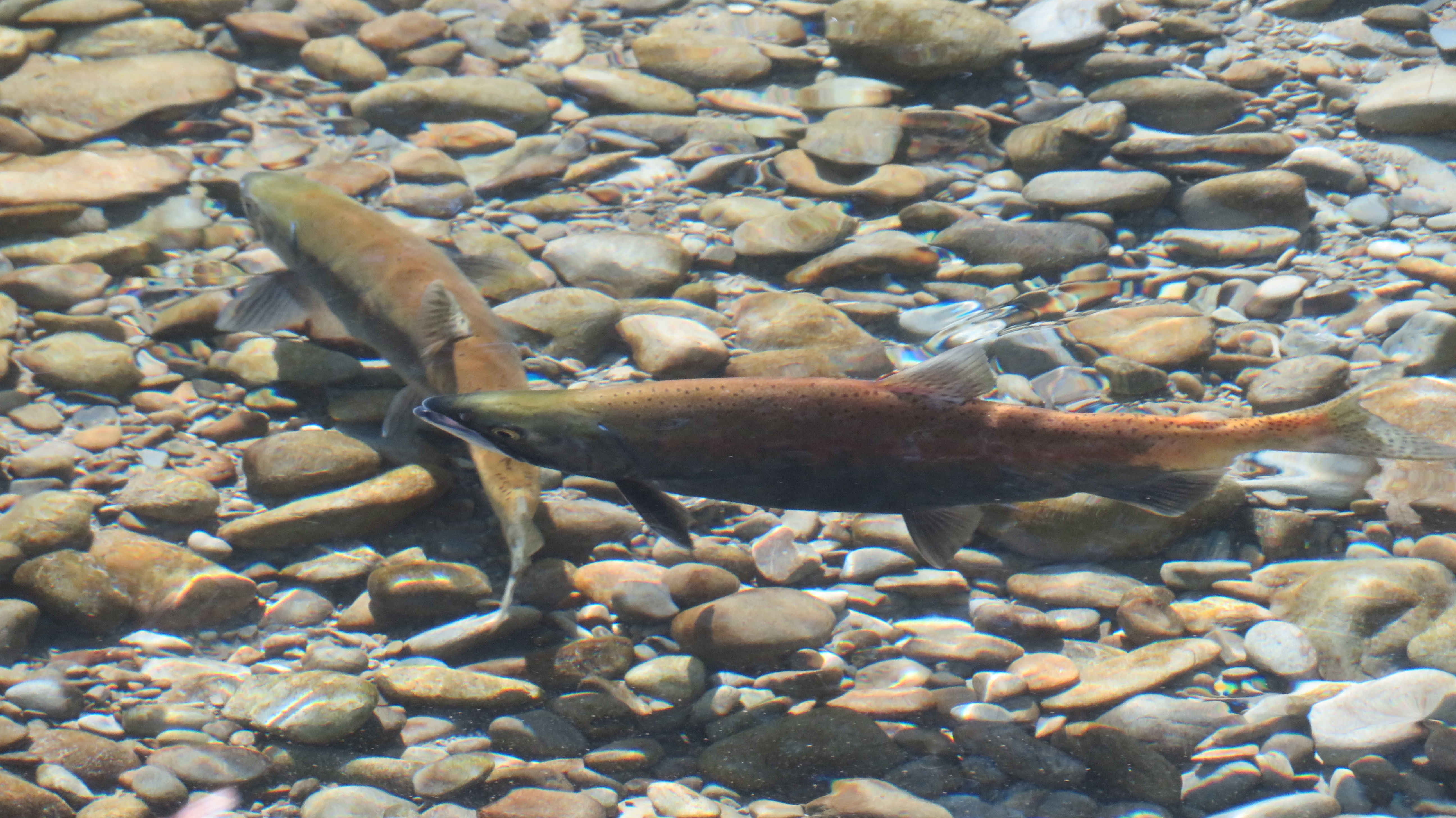 WFR1920.53 A pair of coloured up sockeye salmon preparing to spawn in the Twizel River Credit Jayde Couper