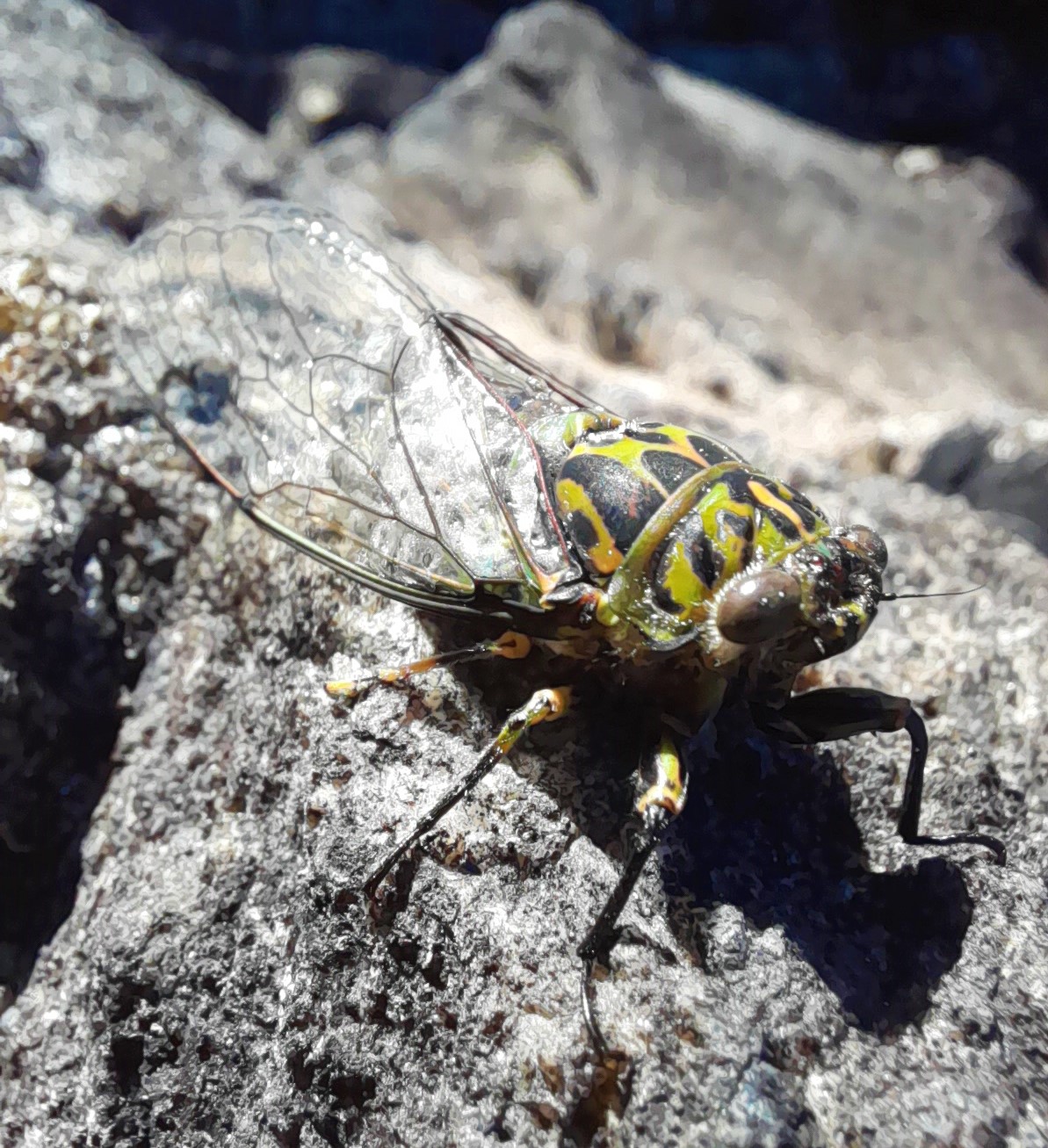 Cicada Te Anau