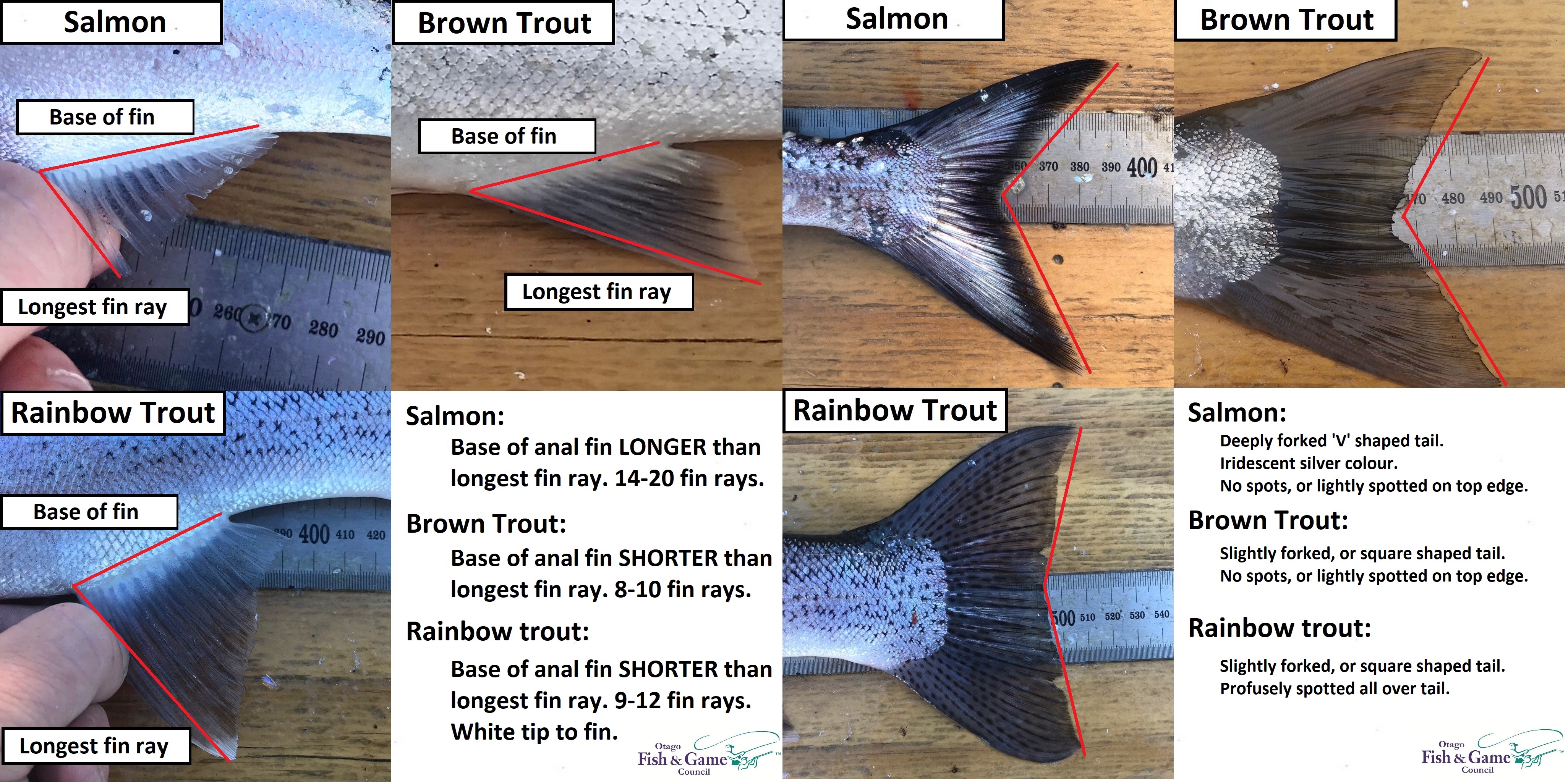 Salmon or trout