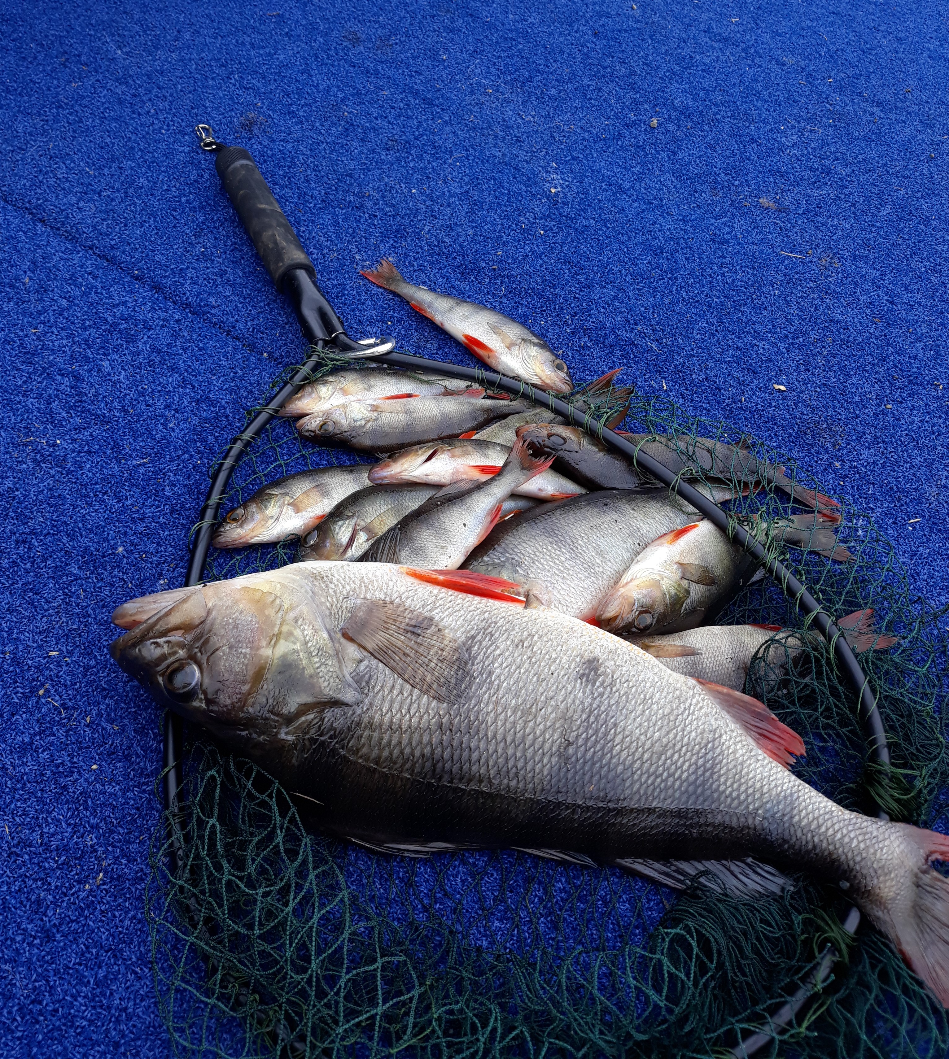 TRL2Jan21. A good catch of perch from Lake Rotokare. photo Carlos Vale.