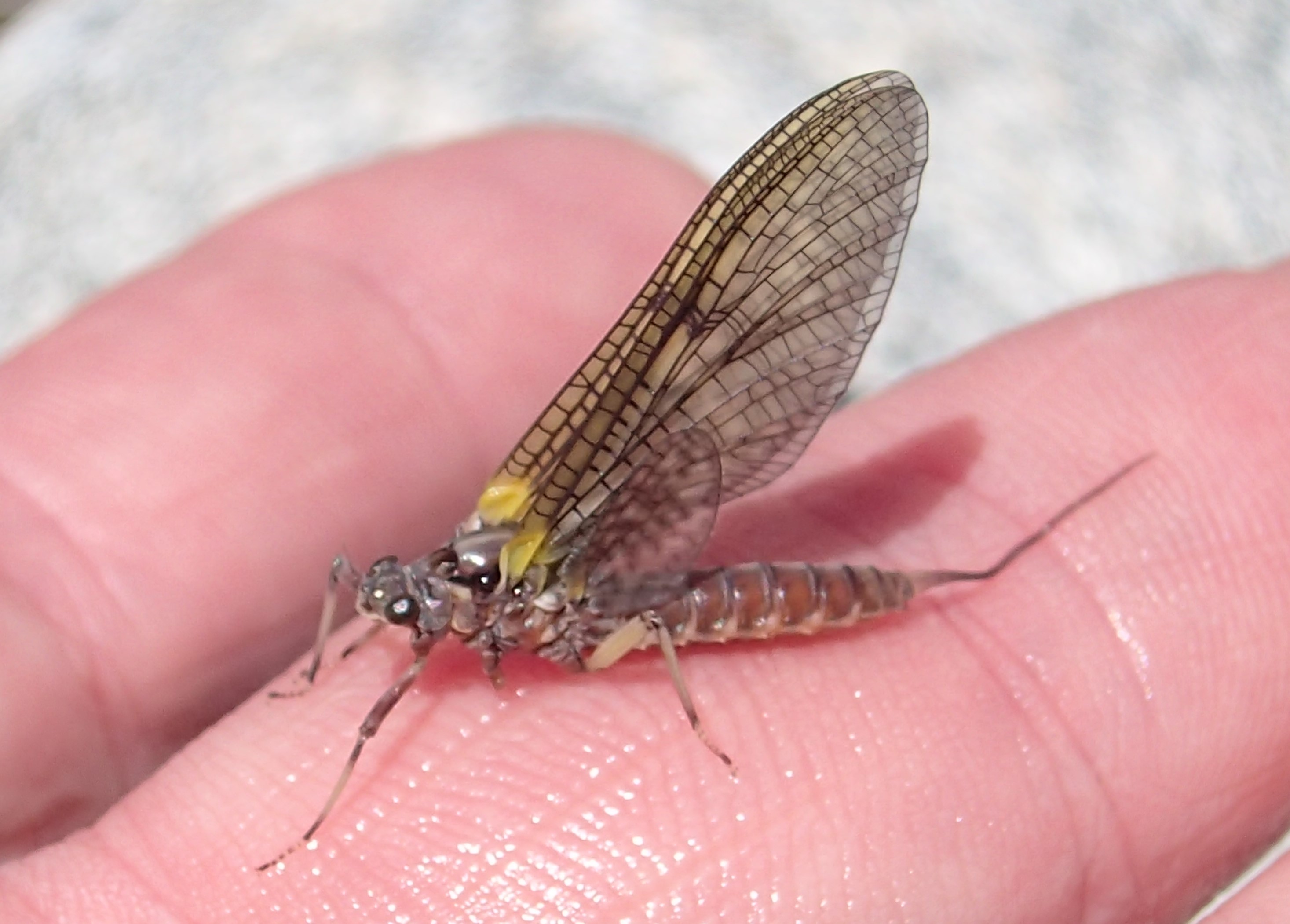 Mayfly 2