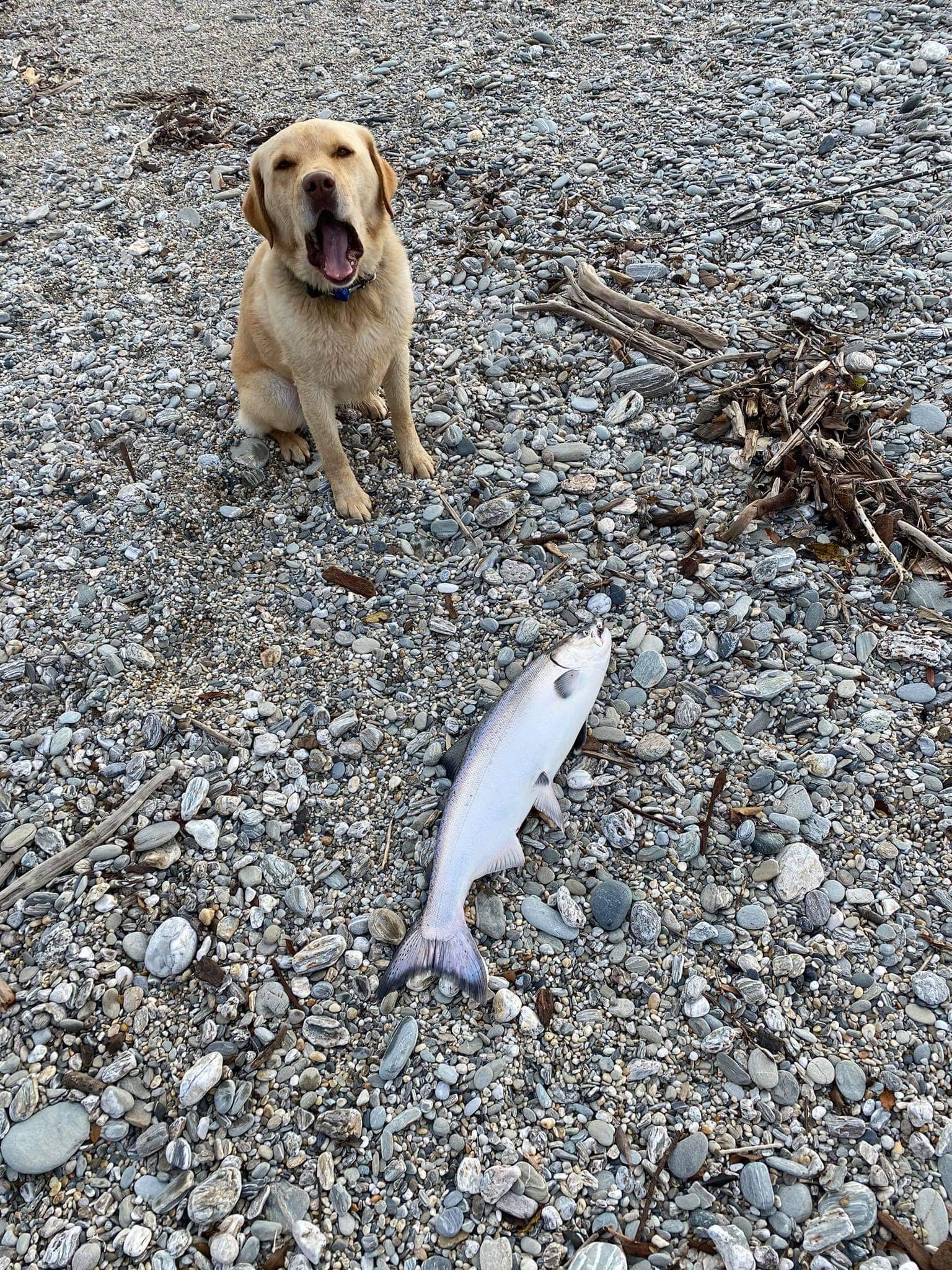 Toby checking out 8.5 pound salmon caught on the West Coast