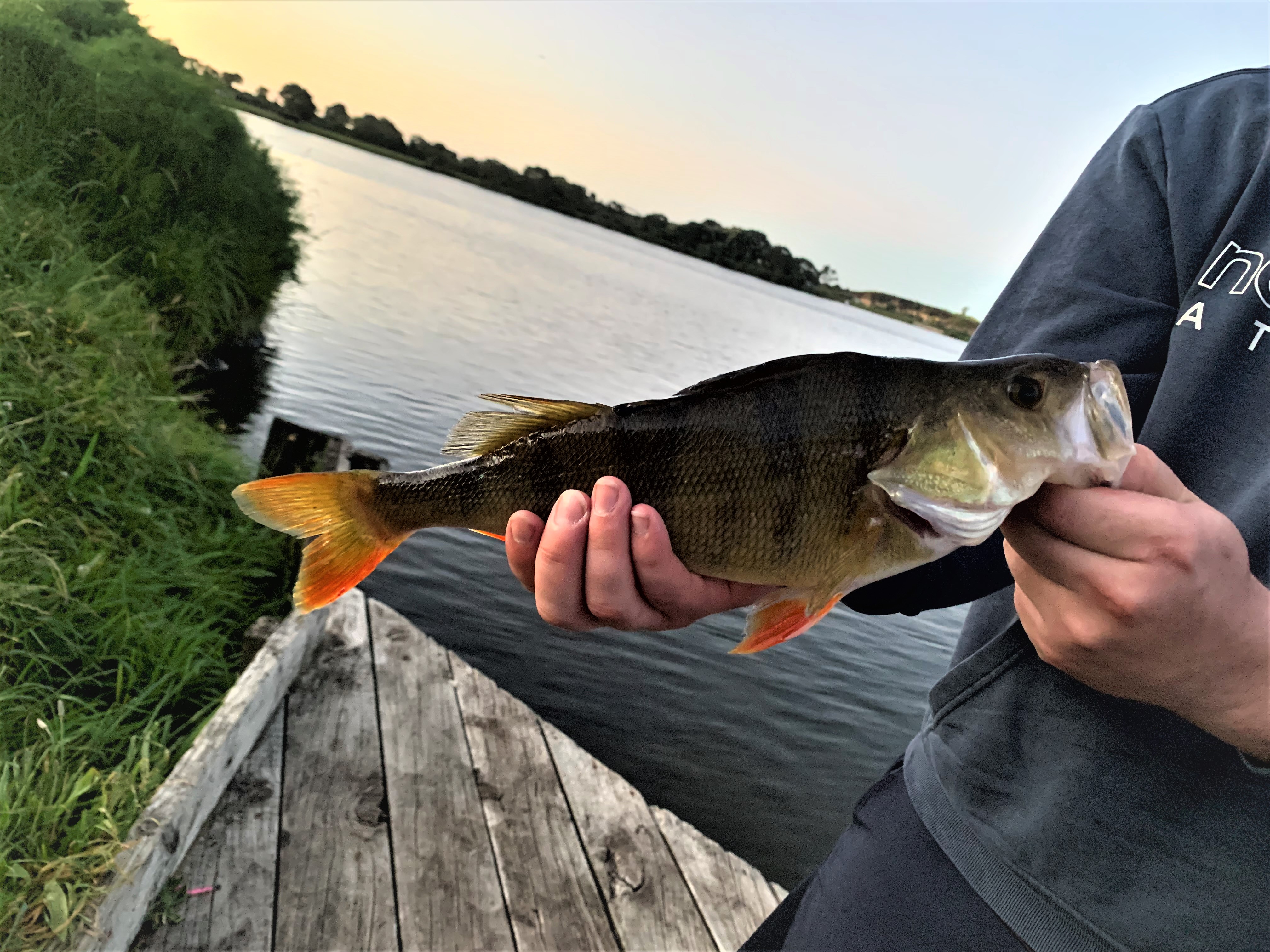 TRL2Feb2022 A good sized perch from New Plymouths Lake Rotomanu caught on softbait photo Casey Kruishoop
