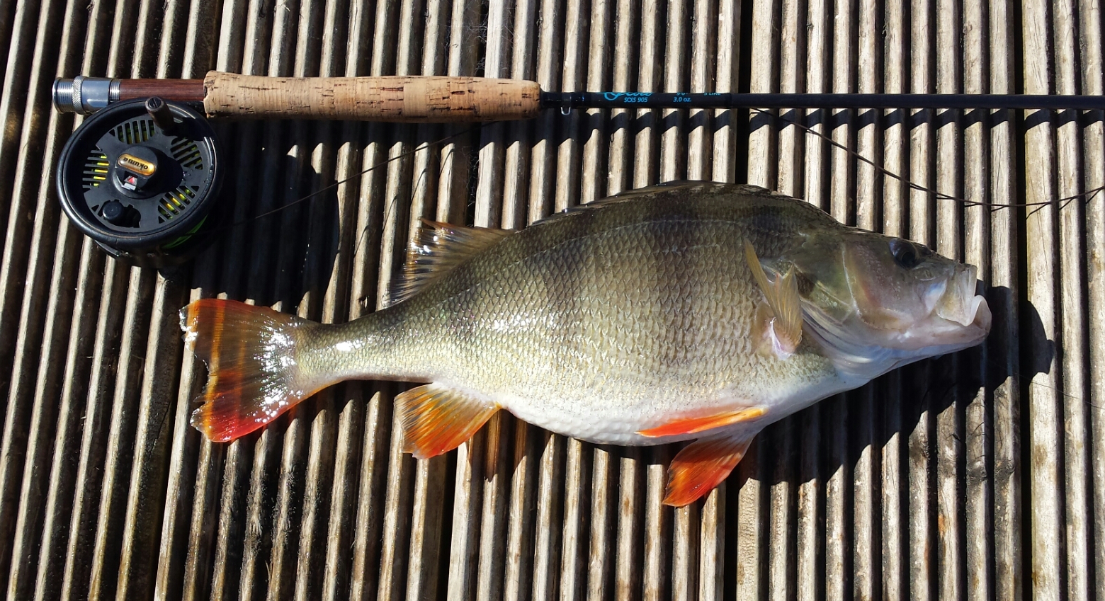 TRL4Sept2020. A 1kg perch from Lake Rotomanu Warren Wright.