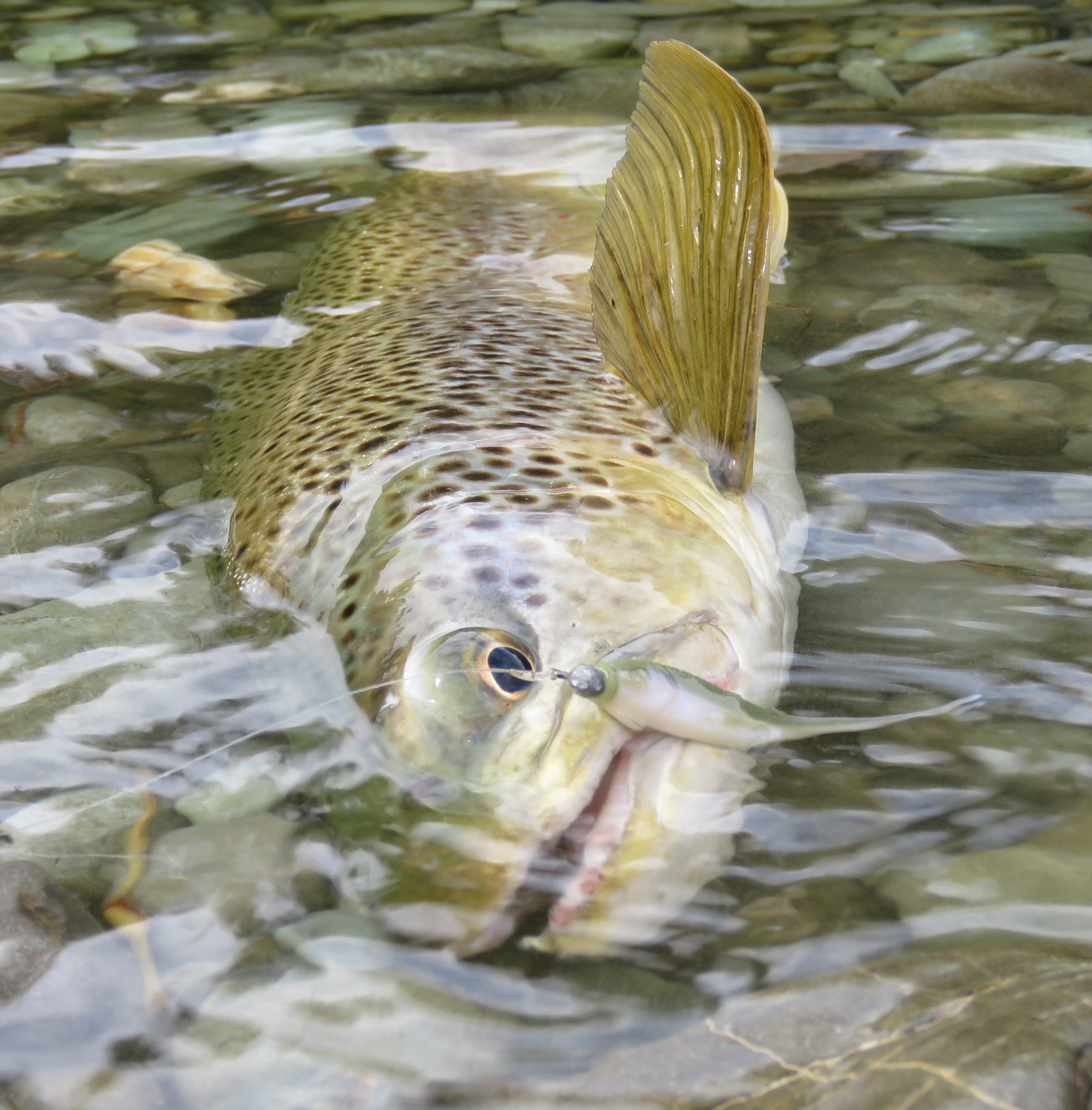 trout with smelt soft bait mid Oreti 2