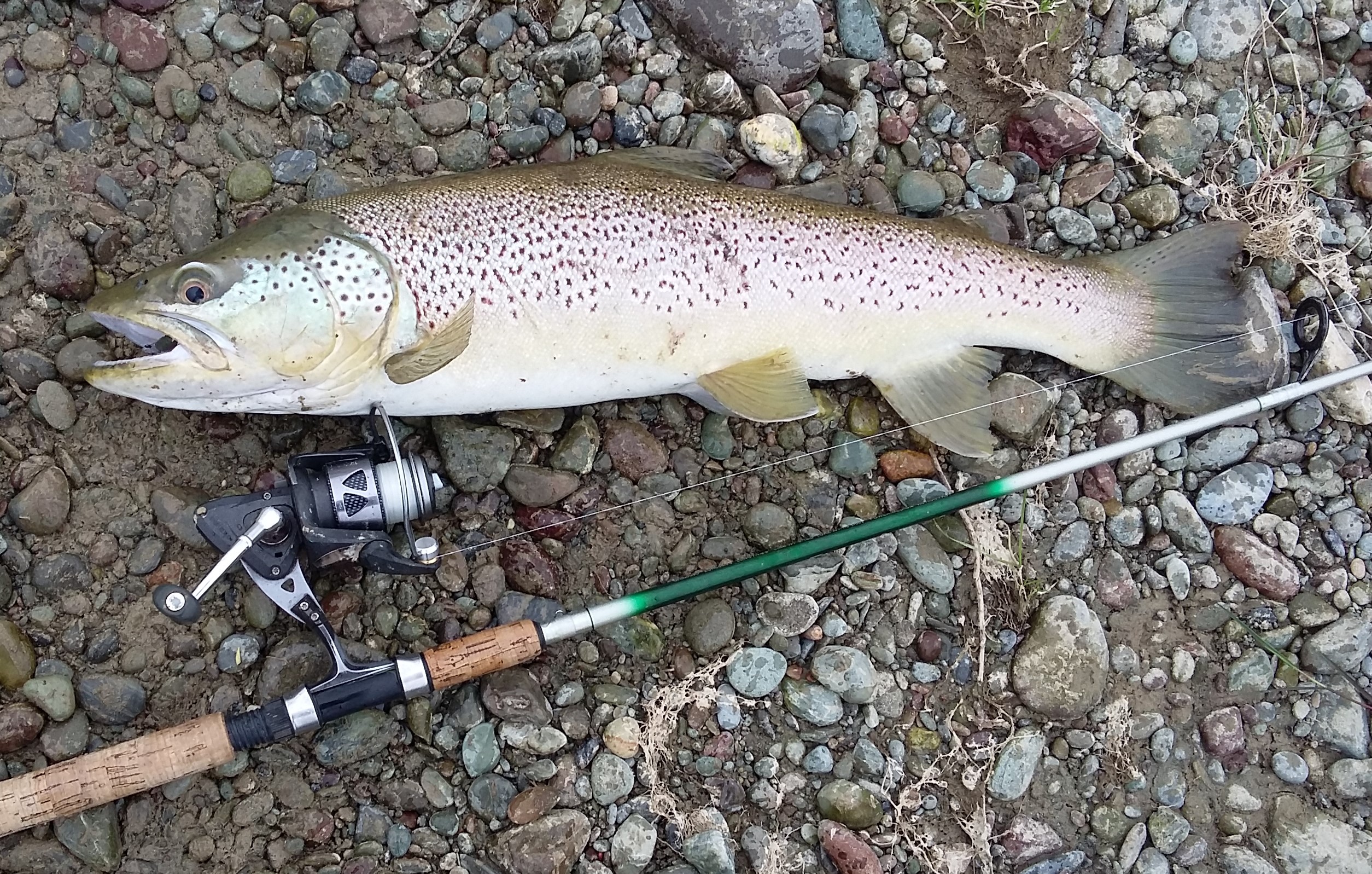 S spin Trout for the table caught after high flows on the middle reaches of the oreti
