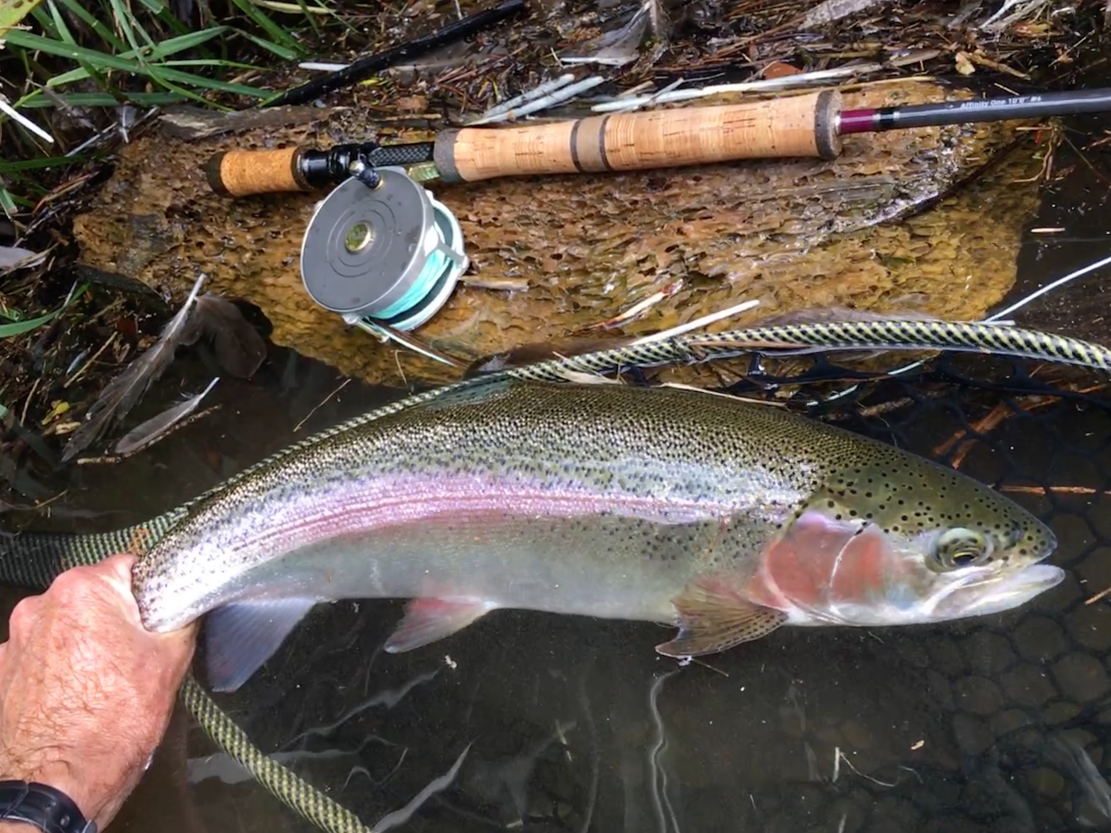 TRL2Aug19. A well conditioned Lake Mangamahoe rainbow photo Michael Bakker.