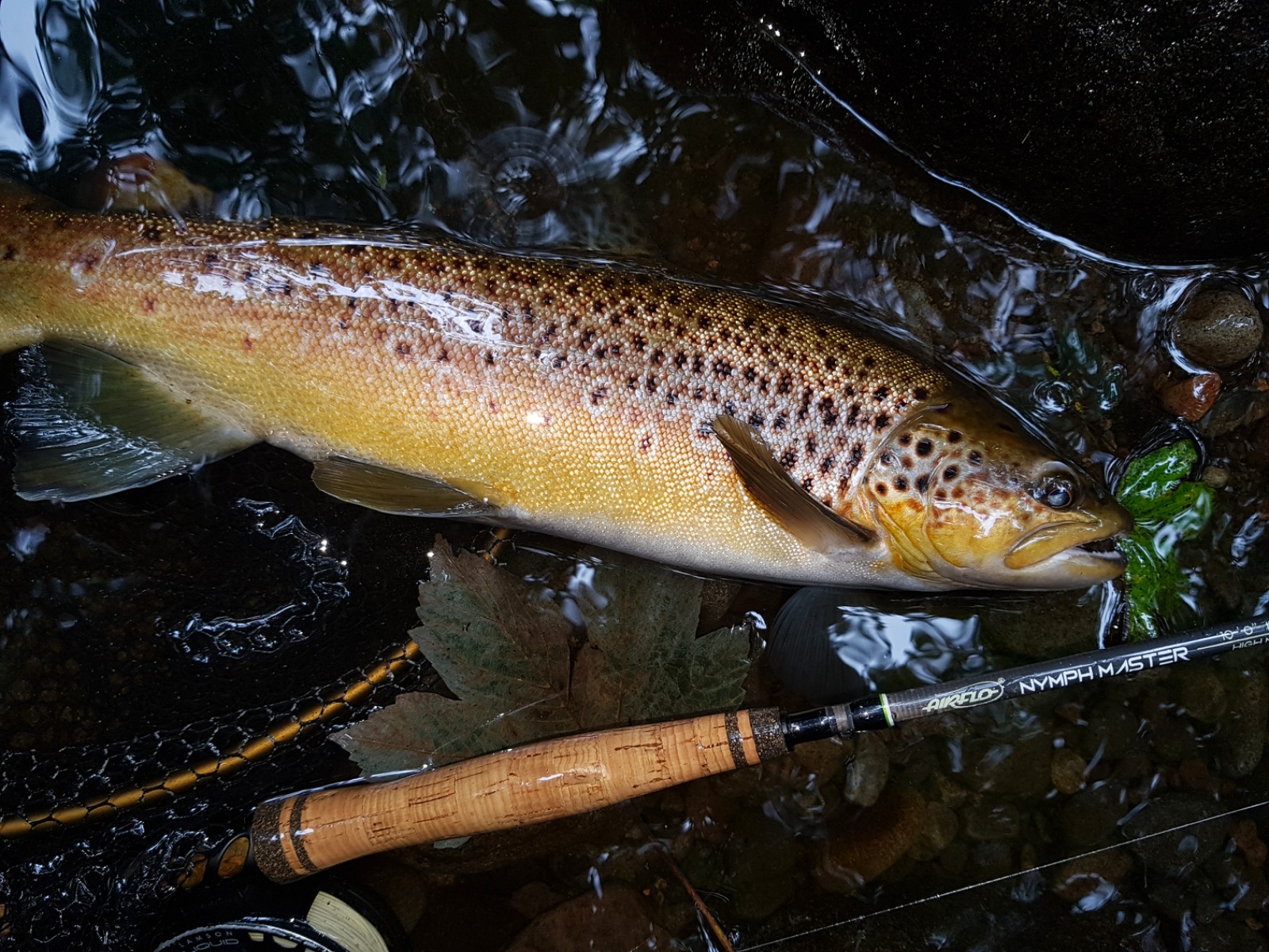 TRL3Feb18. A nicely coloured mid February brown from the upper Patea River photo Curly McEwen.