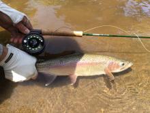 TRL1Jan17. Michael Bakker releases another ringplain rainbow caught on a green beetle2