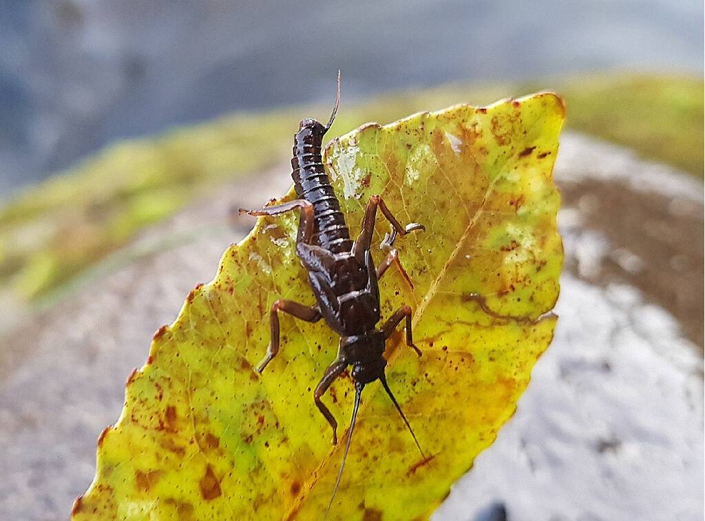 TRL1Nov18. The large brown stonefly Magaleptoperla is relatively common in the upper reaches of ringplain streams this season. Photo Curly McEwen.
