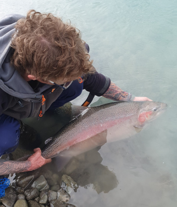 Jordan Ryder releases his 24lb tagged rainbow from the Tekapo Canal - photo by Jacob McCarthy