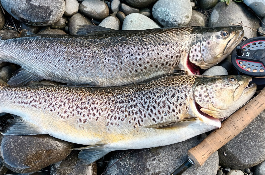 Central South Island & North Canterbury Weekly fishing report for